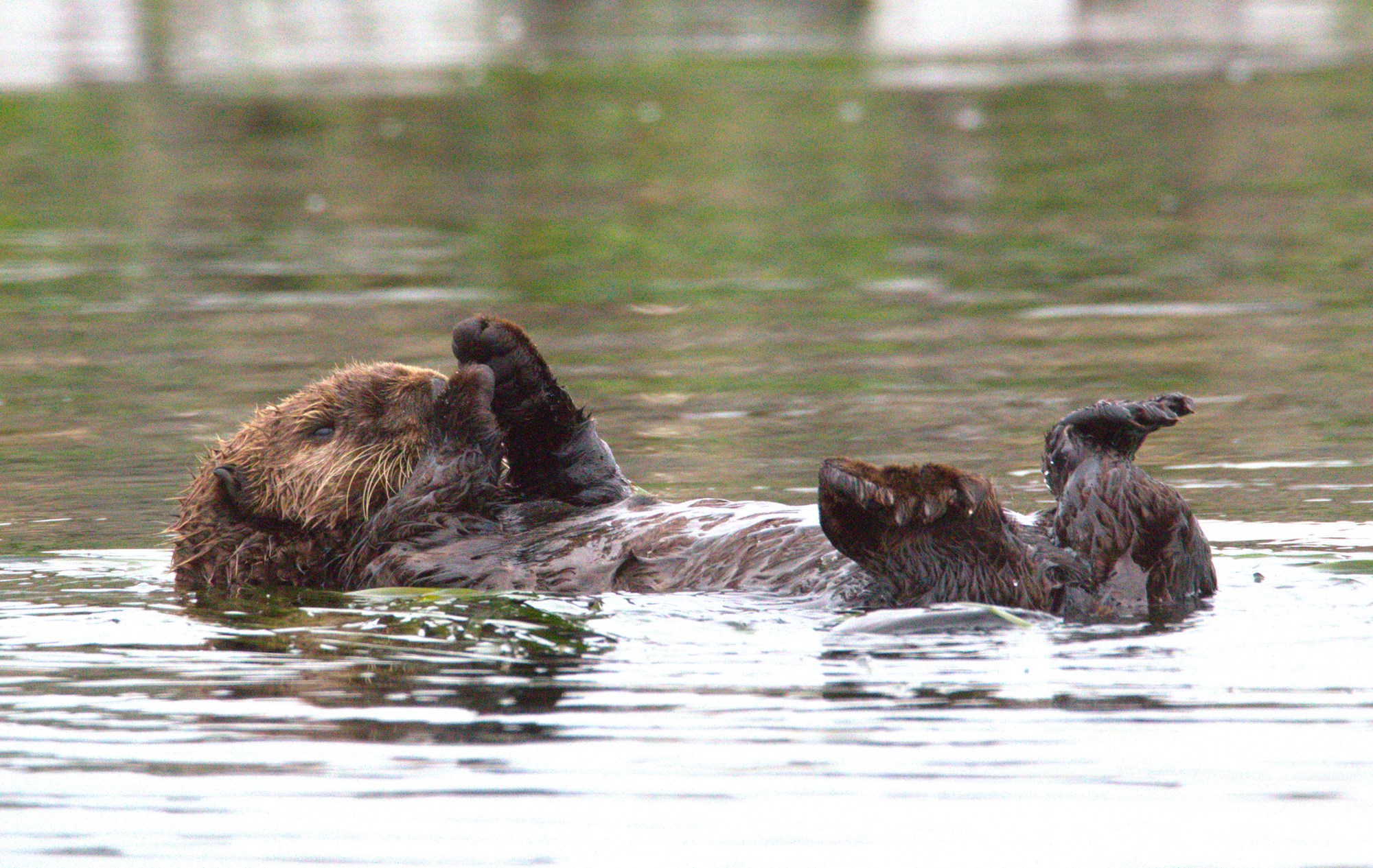 Moss Landing, California Campground Moss Landing KOA Express