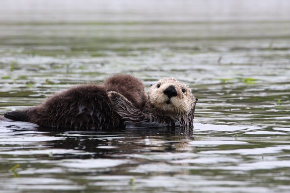 Mom & baby otter