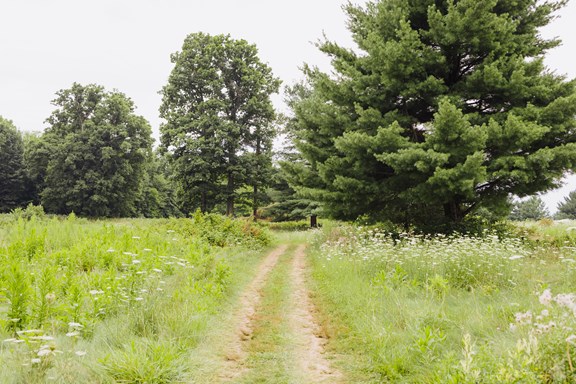 Meadow Trails