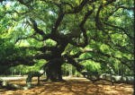 Angel Oak