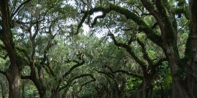 Camping Without Kids: A Peaceful Getaway to Charleston