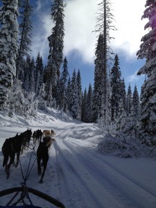 Dogsledding / Dog Sled Express