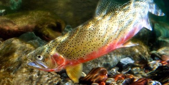 Blue Ribbon Trout Fishing West Yellowstone