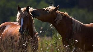 Wild Horse Sanctuary