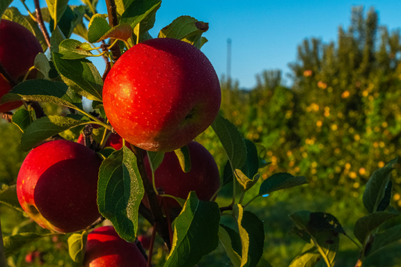 Mercier Orchards