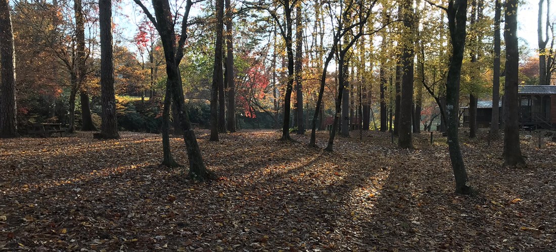 The Woods