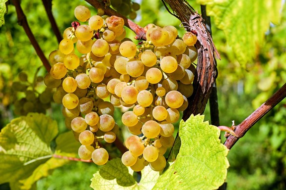 Oceana Winery & Vineyard