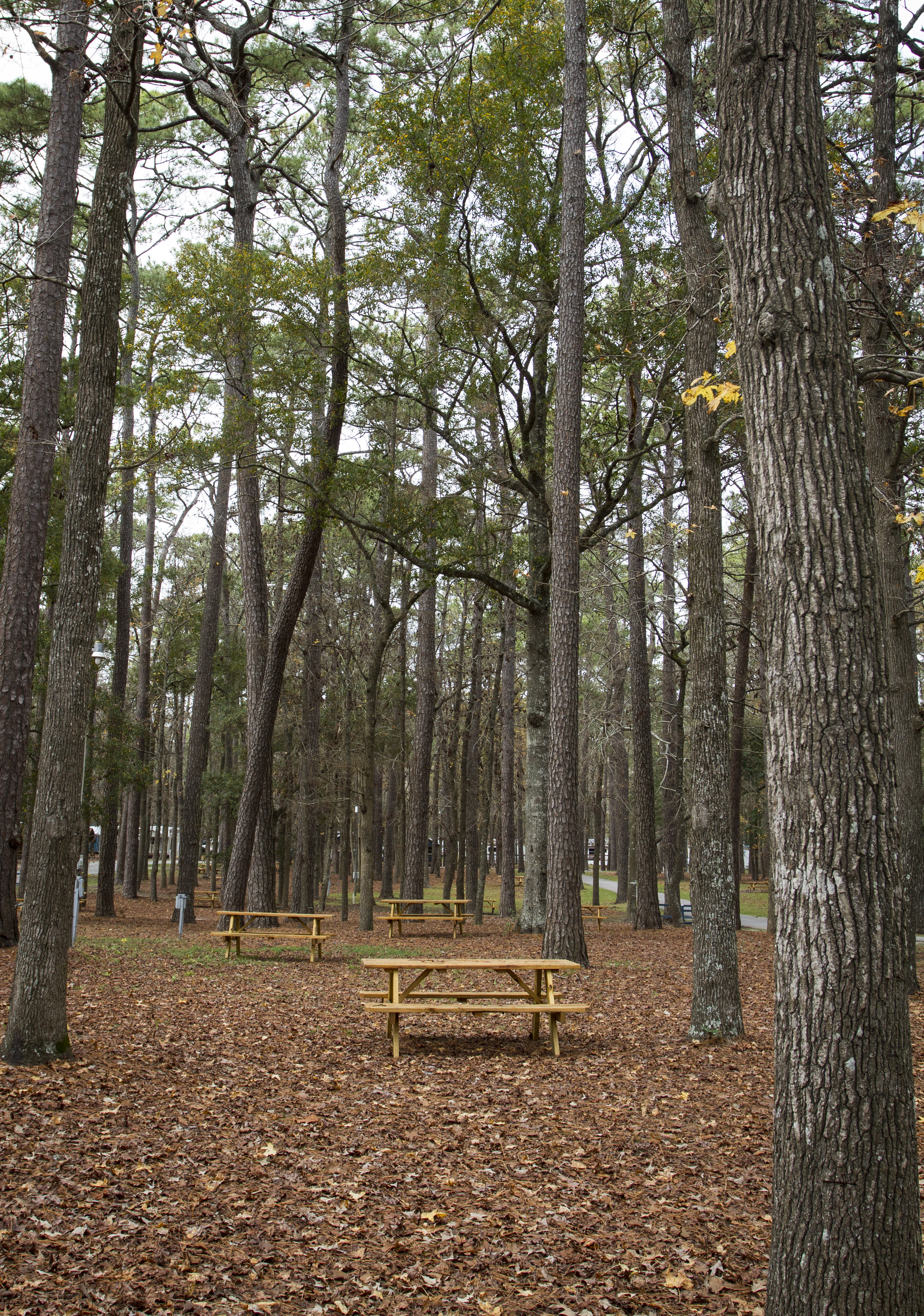Tent Camping Myrtle Beach SC Myrtle Beach KOA