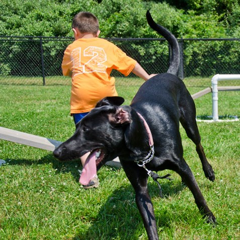 Interactive Dog Park