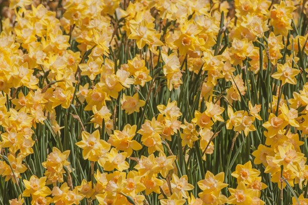 Annual Newport Daffodil Days Photo
