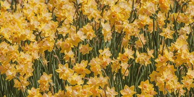 Annual Newport Daffodil Days