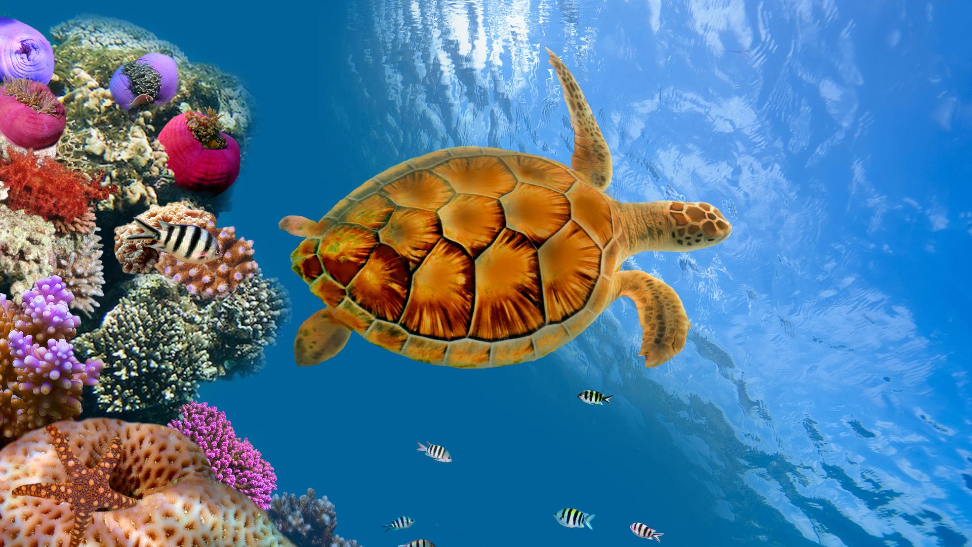 Under the Sea Weekend Photo