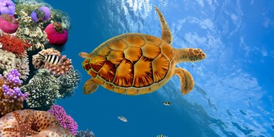 Under the Sea Weekend
