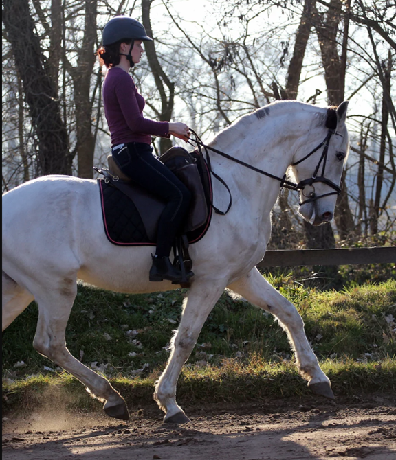 EQUISTOLT Horseback Riding