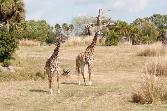 Naples Zoo