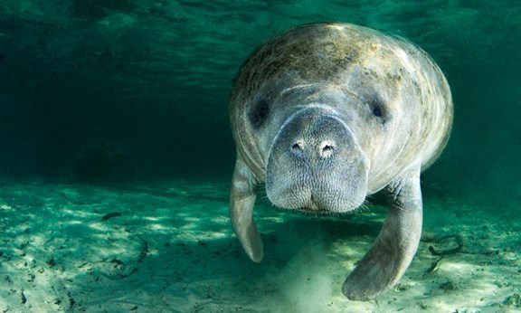 Double R's Manatee Ecotour Adventure