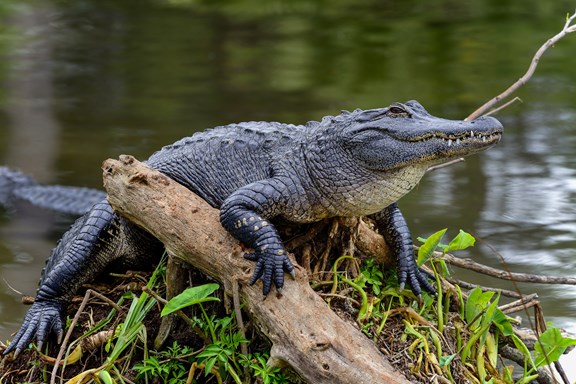 Corkscrew Swamp Sanctuary