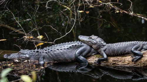 Big Cypress National Preserve