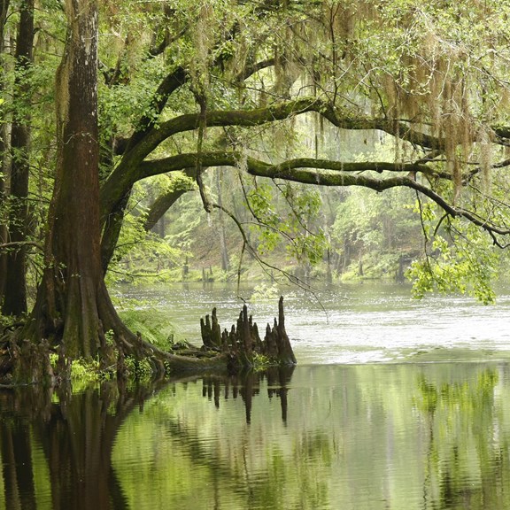 Big Cypress National Preserve