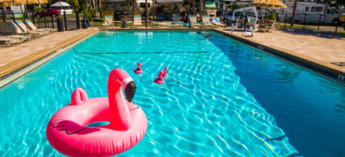 flamingo in pool