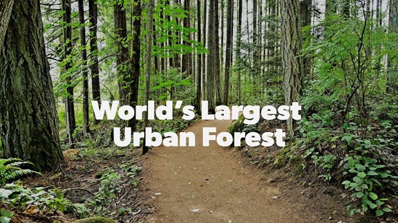 Highland Rim Forest - Hiking Trails & Wildlife Nature Escape