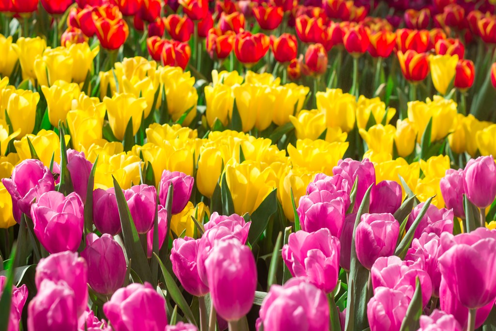 Springtime Colors in Nashville