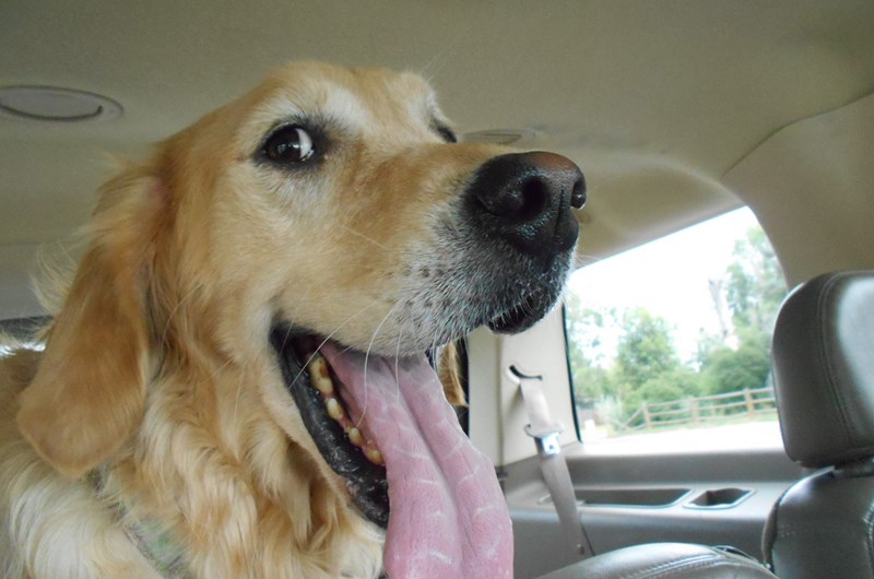 Pet Week Photo