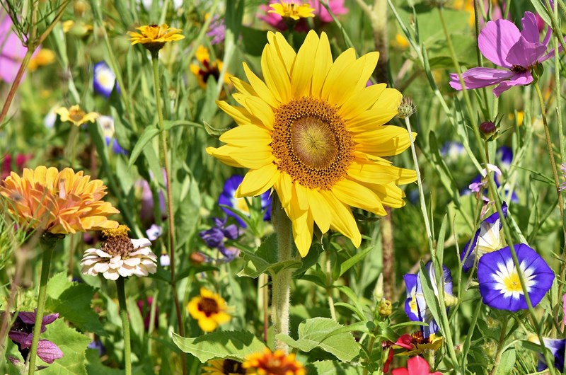 An American Story at Cheekwood Photo