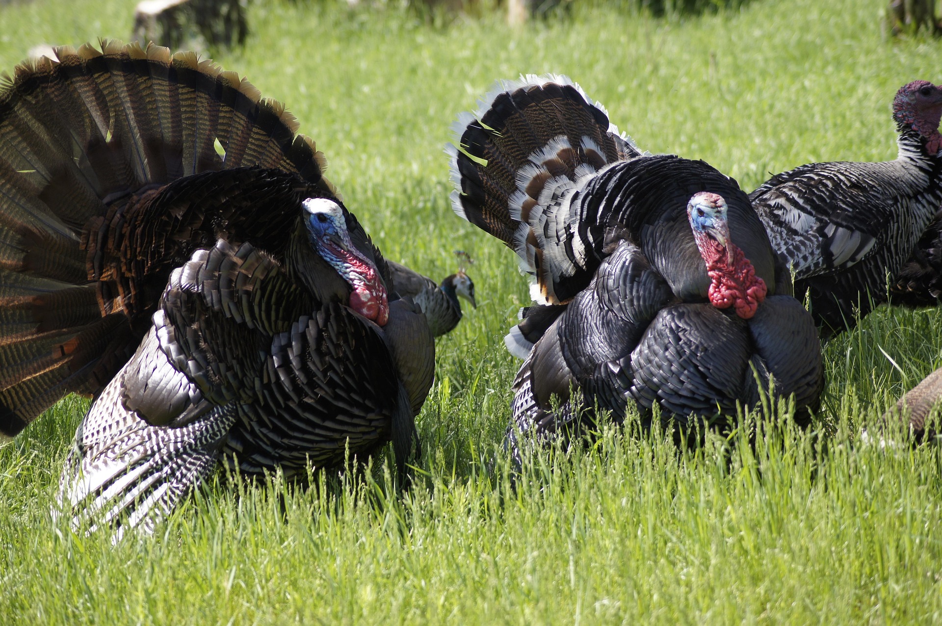 Thanksgiving Week Photo