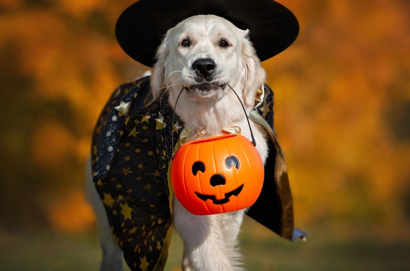 Halloween Week 1 Photo