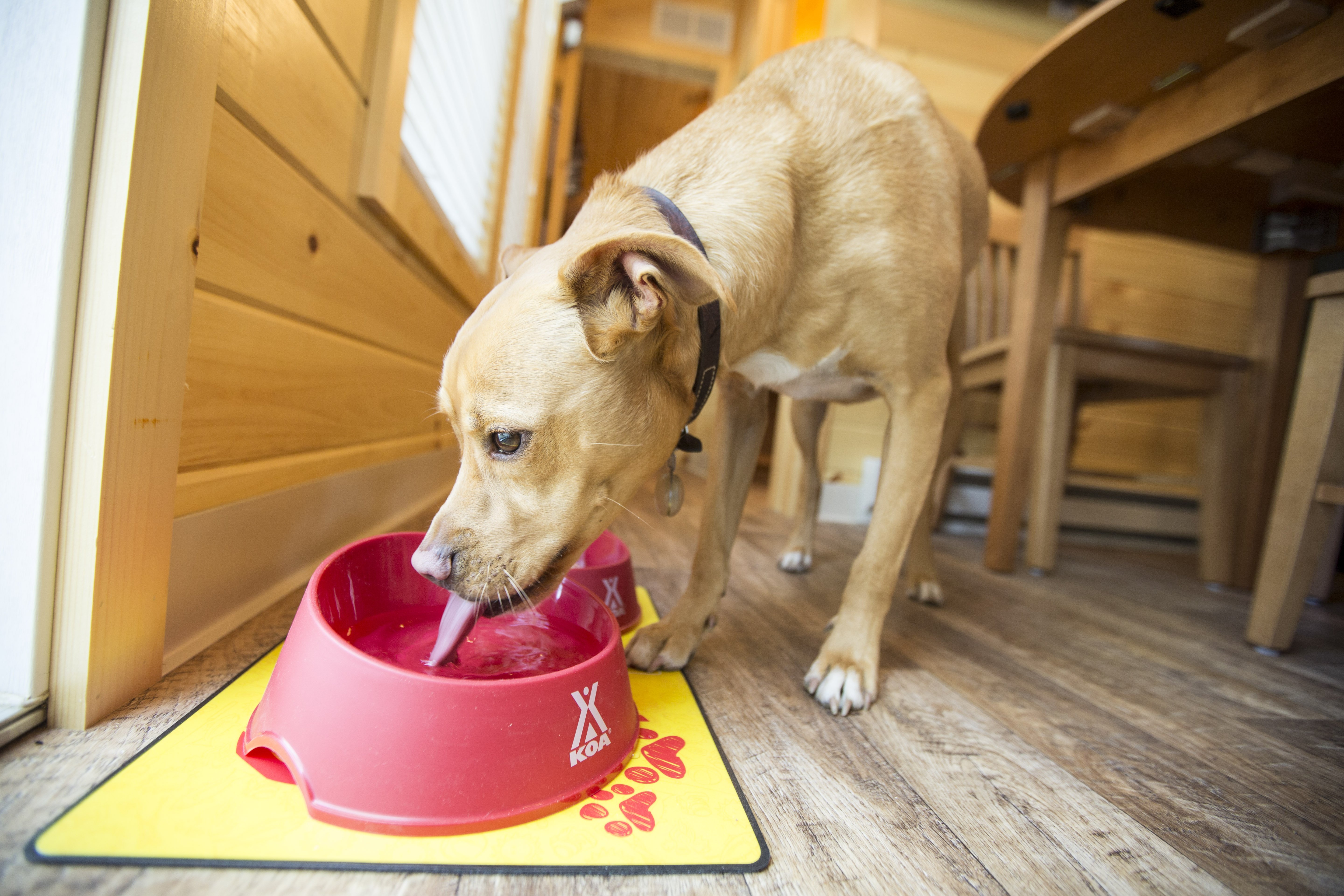 All of our deluxe cabins are pet friendly.