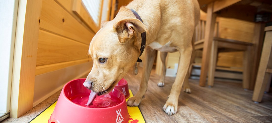 All of our deluxe cabins are pet friendly.