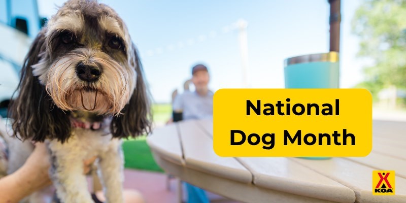 The Dogs We've Loved: Celebrating National Dog Month