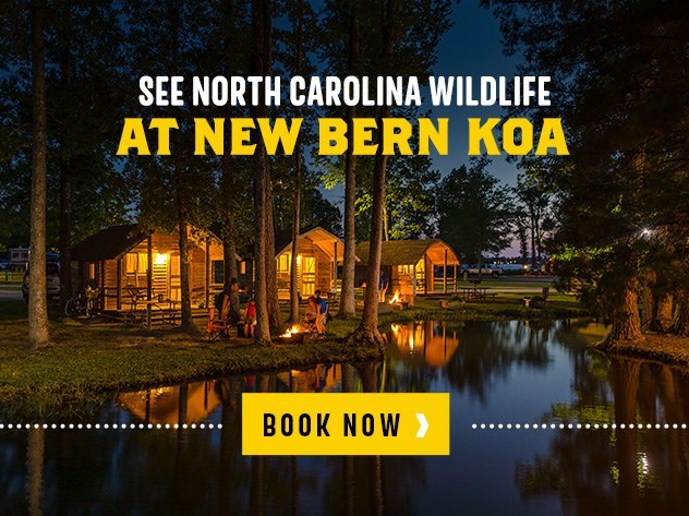 Where to Spot Wildlife in New Bern, NC