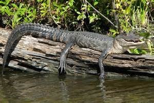 Swamp Boat Tours