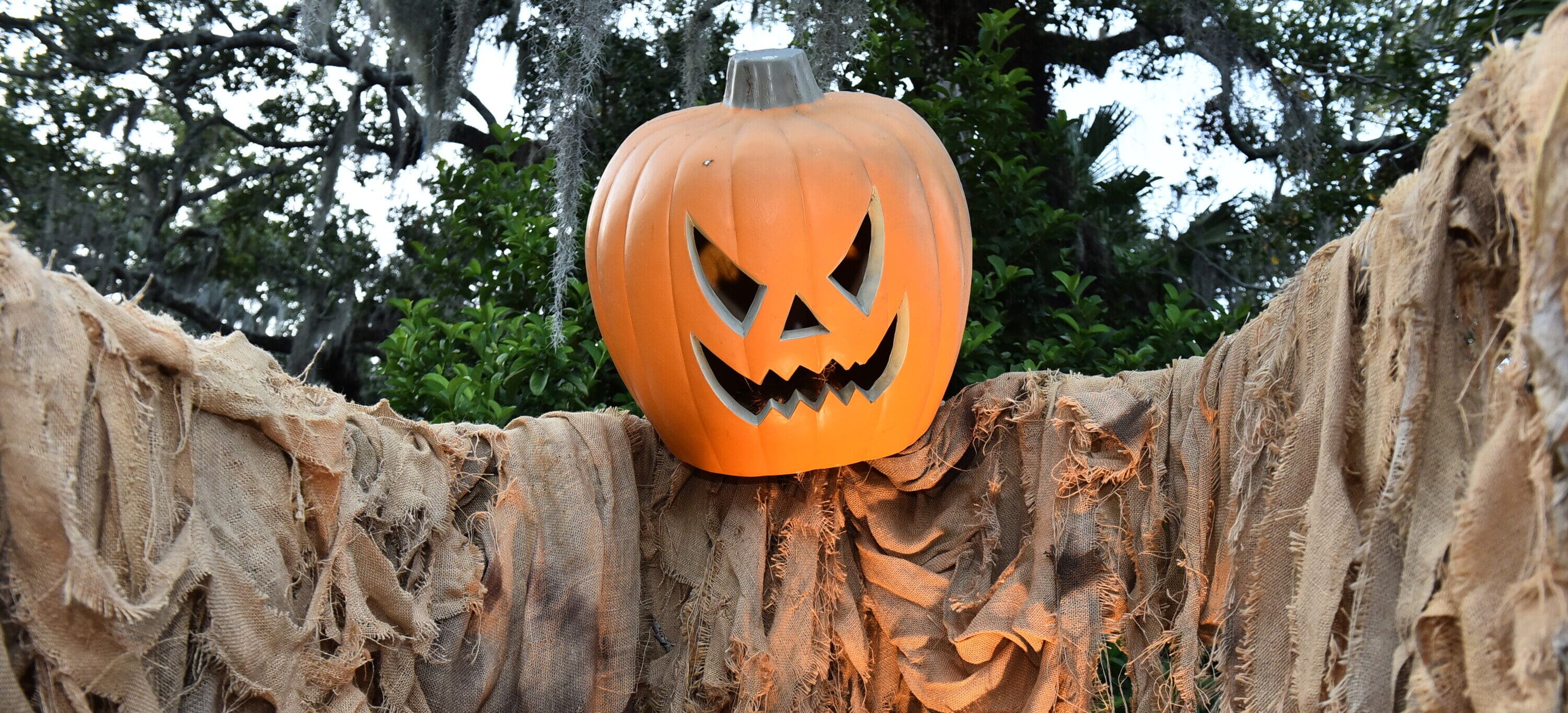 Ghosts in the Oaks Photo