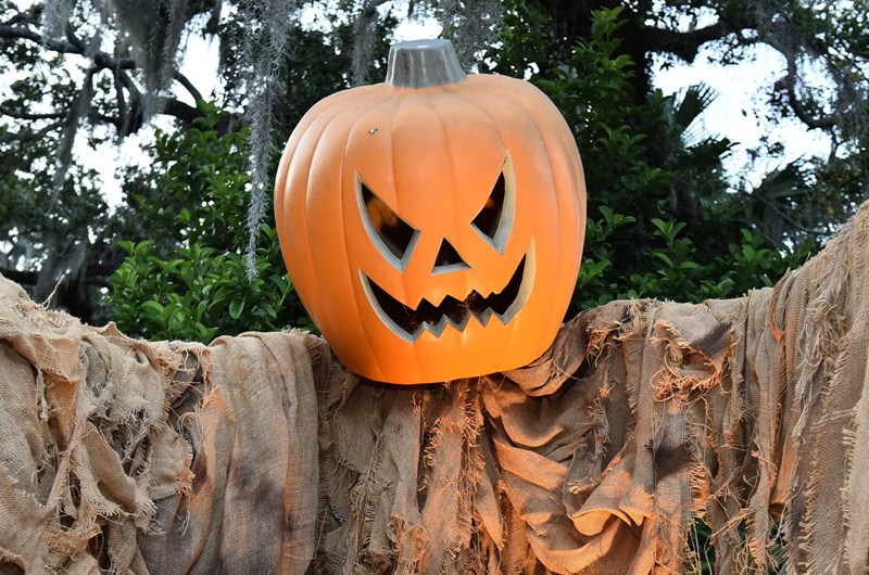 Ghosts in the Oaks Photo