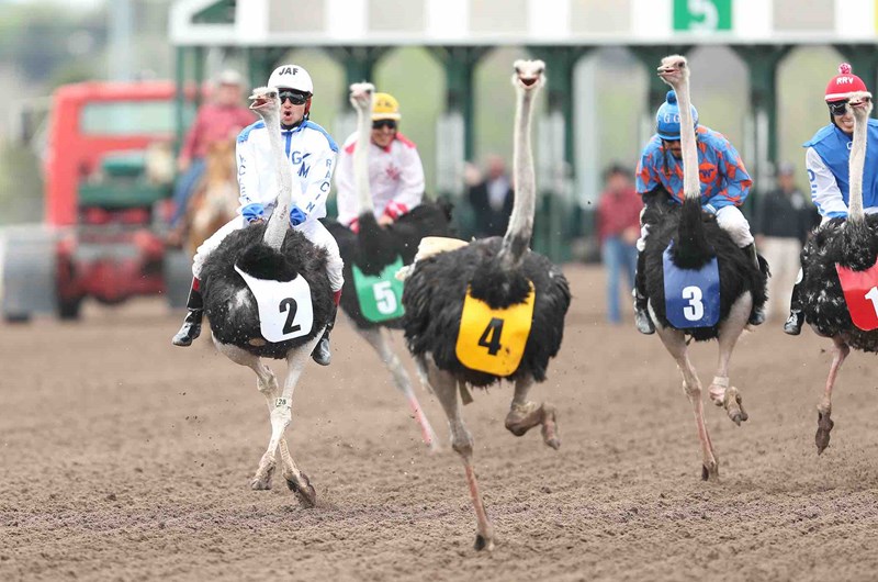 Exotic Animal Racing: Event at the New Orleans KOA Holiday Campground ...