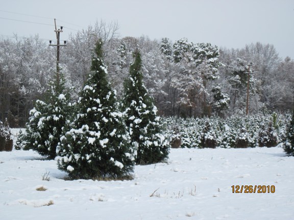 May-Lan Tree Plantation-Seasonal