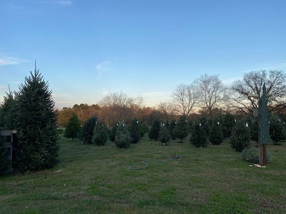 Shine & Lee's Christmas Trees - Seasonal