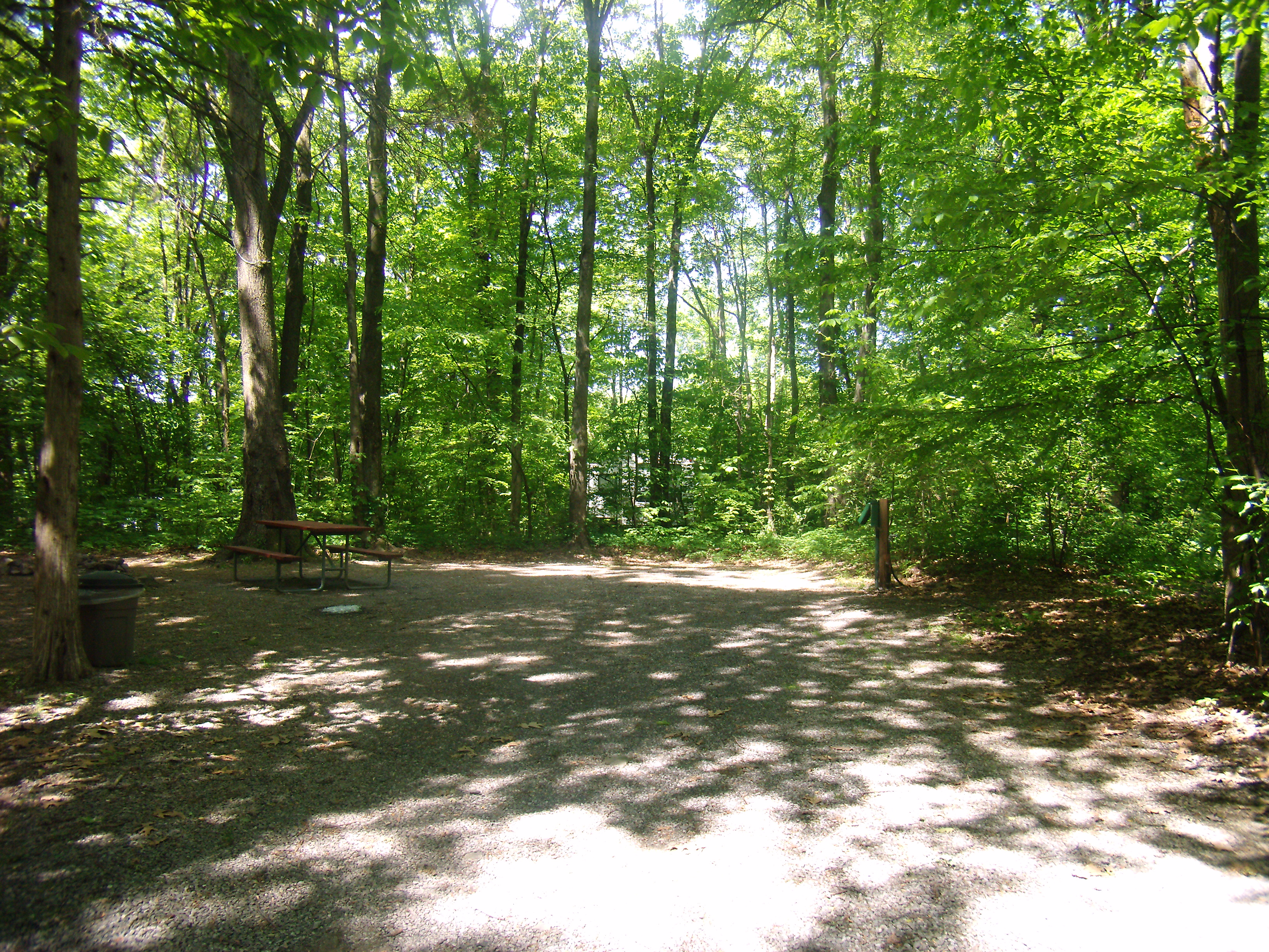Back In Site Under the Trees!