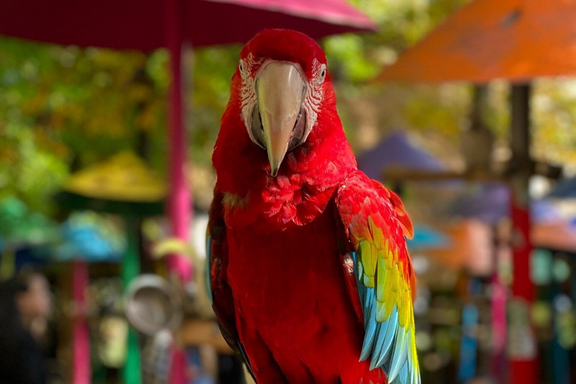 Parrot Mountain & Gardens