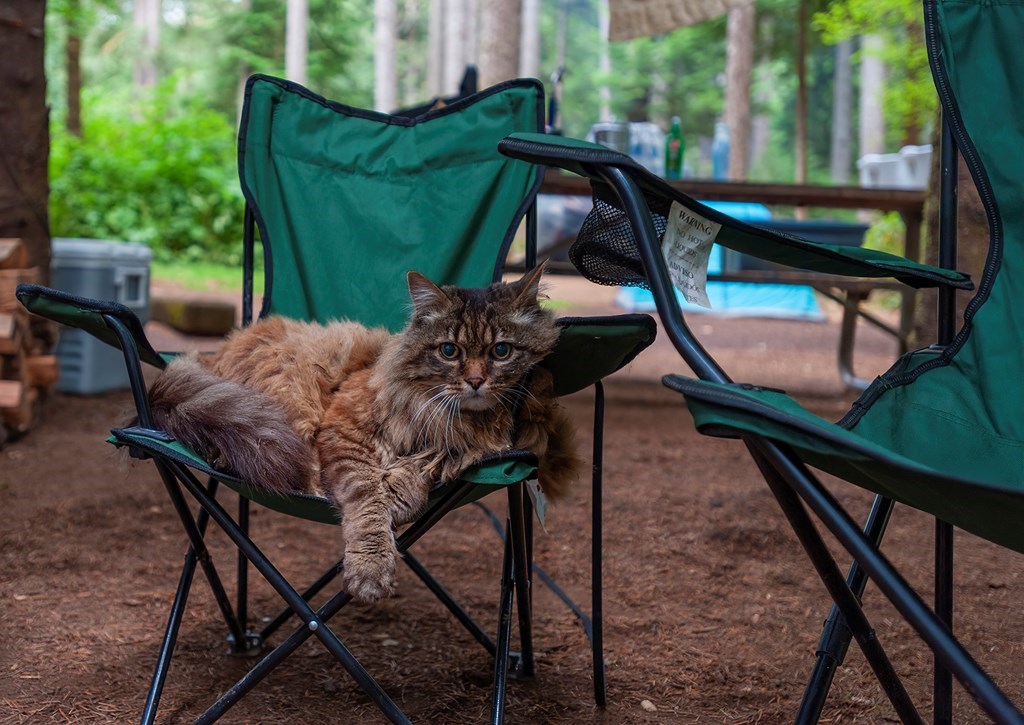 5 Tips for Camping with Cats (and Avoiding Any Cat-Astrophes
