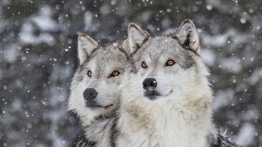 Why The Best Time to See Wolves in Yellowstone Is Winter