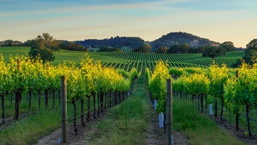 10 Things to Do in California Wine Country