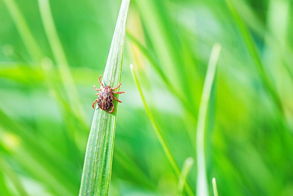 How to Remove a Tick | How to Kill a Tick /blog/images/how-t