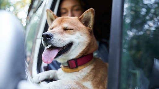 9 Tips for an RV Trip With Your Dog