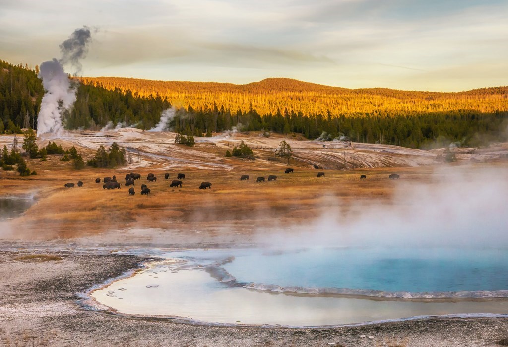 8 Reasons and Tips for Visiting Yellowstone in the Fall