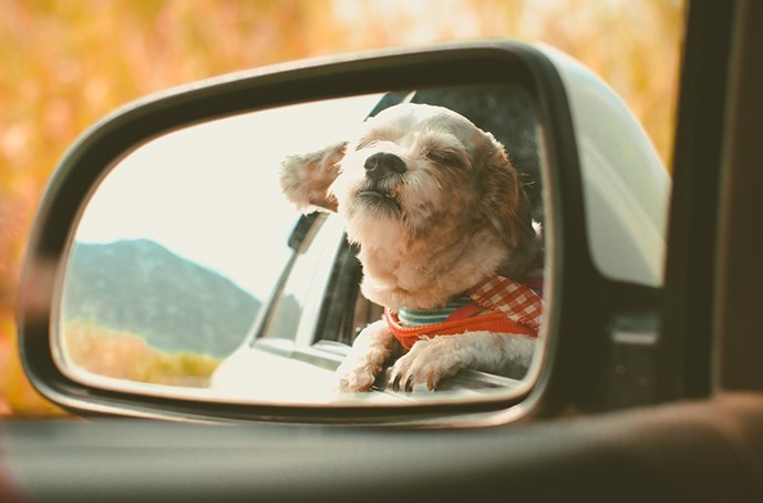 Pet Travel 101 | 9 Tips for a Successful Road Trip with Your
