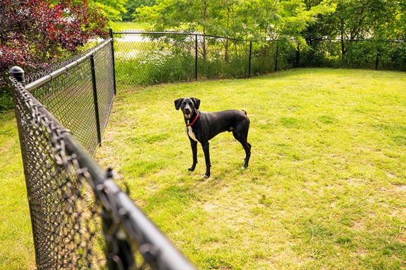 Kamp K-9